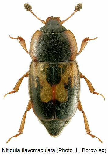 nitidula_flavomaculata_hab.jpg