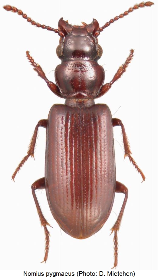 nomius_pygmaeus_hab.jpg