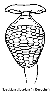 nossidium_pilosellum_sperm.gif