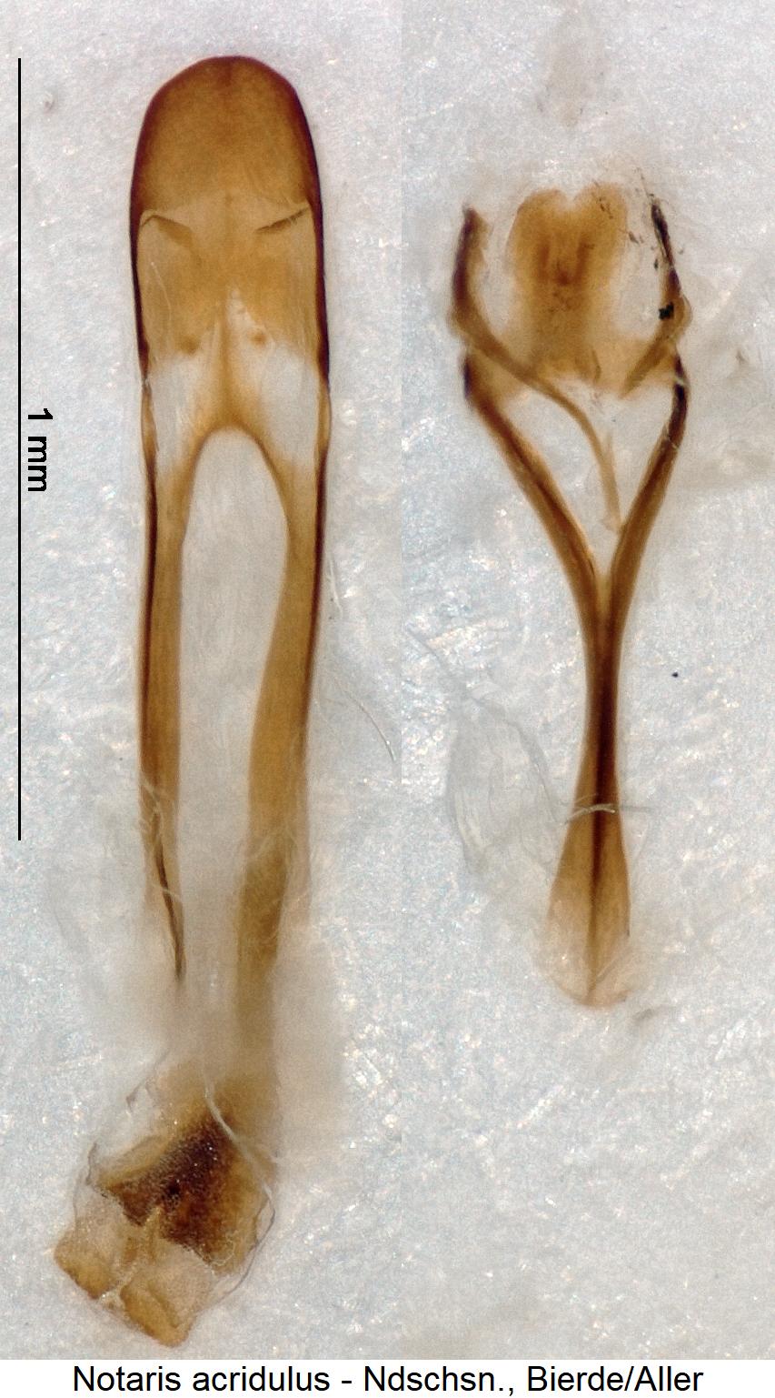 notaris_acridulus.jpg