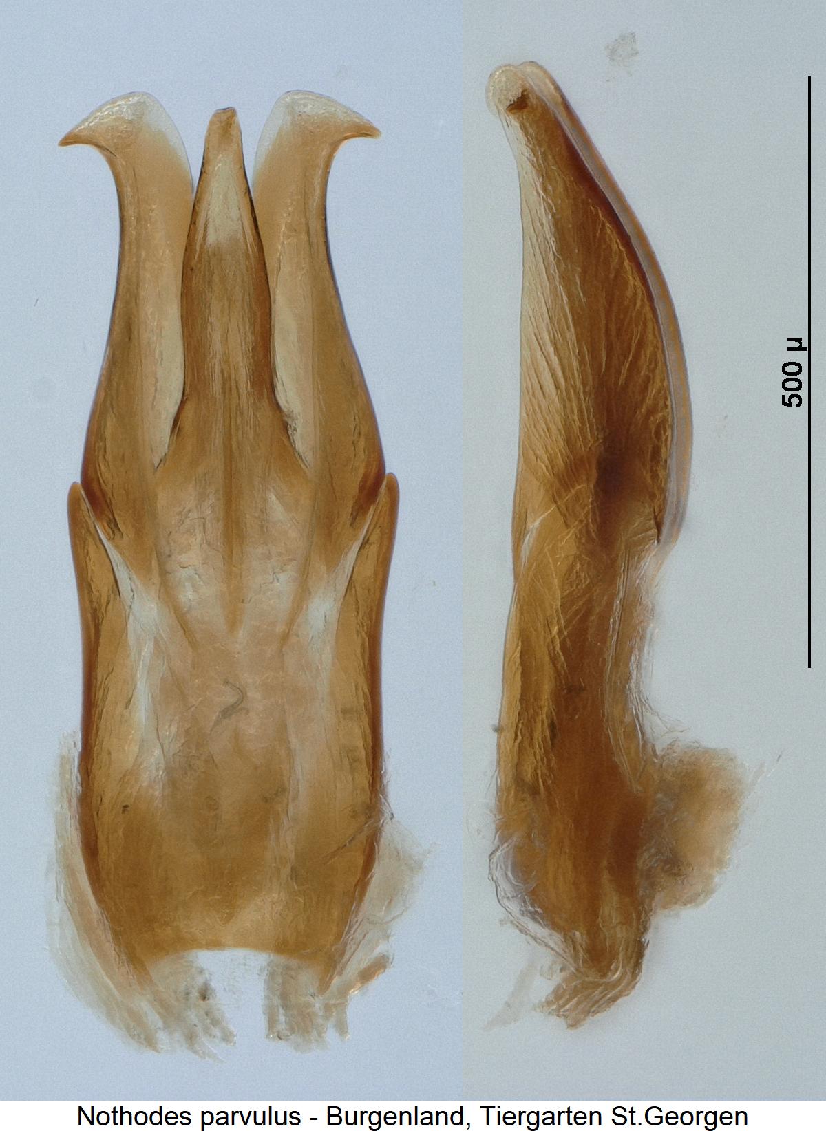 nothodes_parvulus.jpg
