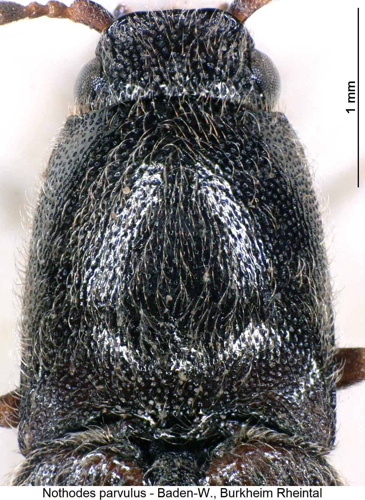 nothodes_parvulus_vk.jpg