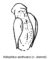 notiophilus_aesthuans.gif
