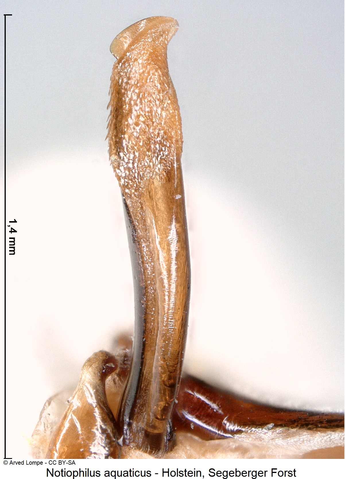 notiophilus_aquaticus_ck271.jpg
