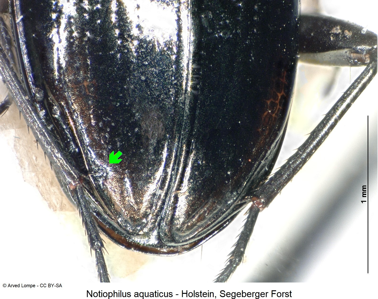 notiophilus_aquaticus_ck271_dec.jpg