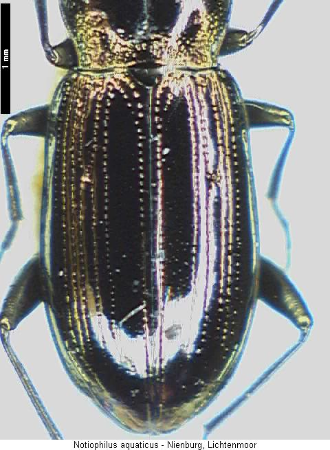 notiophilus_aquaticus_fld2.jpg