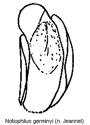 notiophilus_germinyi.gif