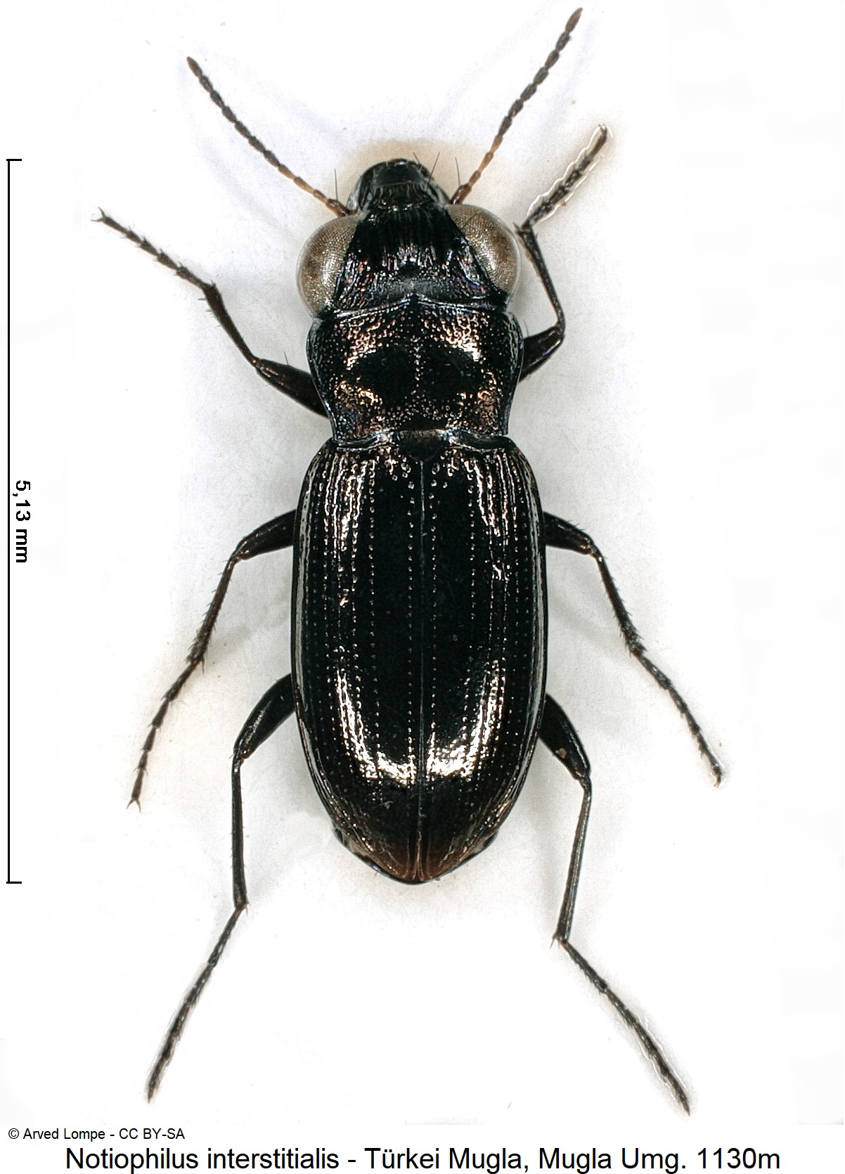 notiophilus_interstitialis_hab.jpg