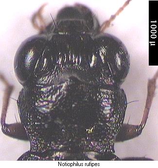 notiophilus_rufipes_hsch.jpg