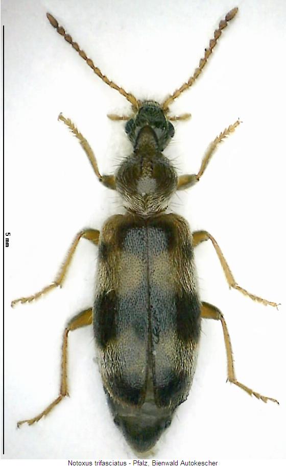 notoxus_trifasciatus_hab.jpg