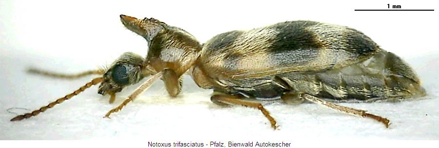 notoxus_trifasciatus_sa.jpg