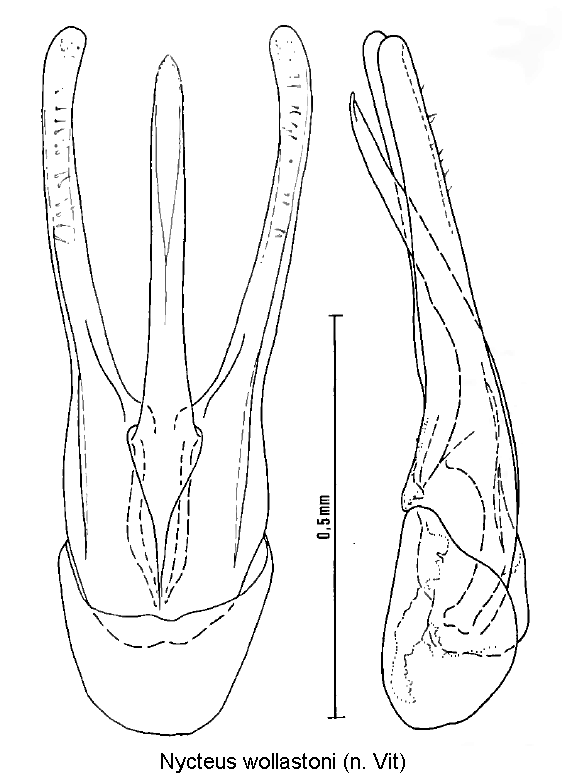 nycteus_wollastoni.gif