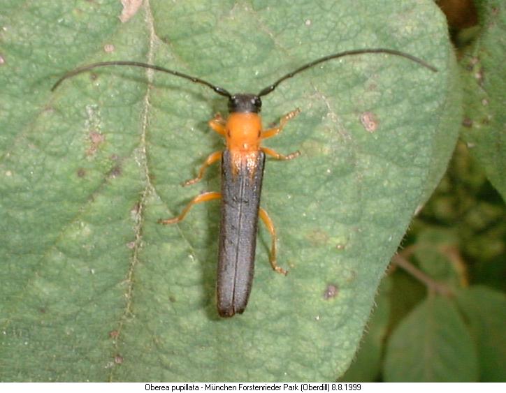 oberea_pupillata.jpg