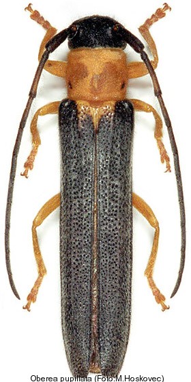 oberea_pupillata_hab.jpg