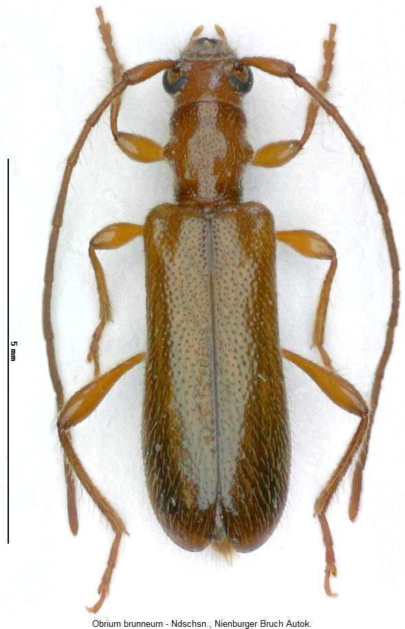 obrium_brunneum_hab.jpg