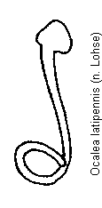 ocalea_latipennis_sperm.gif