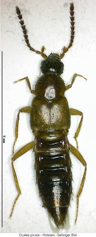 ocalea_picata_hab.jpg