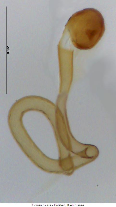 ocalea_picata_sperm.jpg