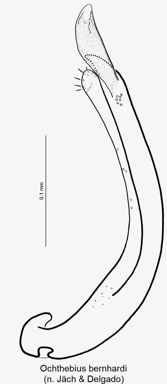 ochthebius_bernhardi.gif