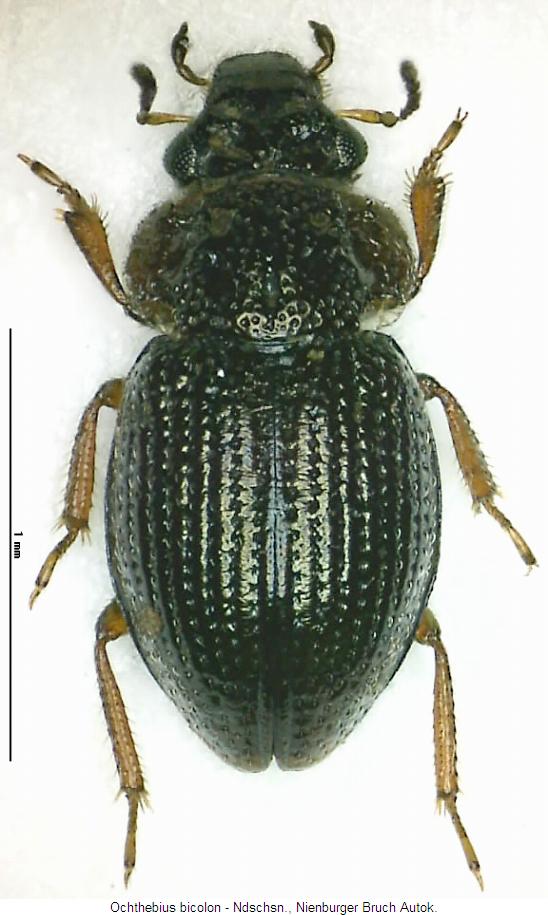ochthebius_bicolon_hab.jpg