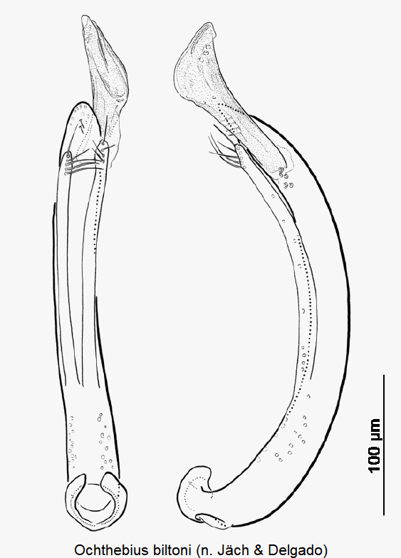 ochthebius_biltoni.gif