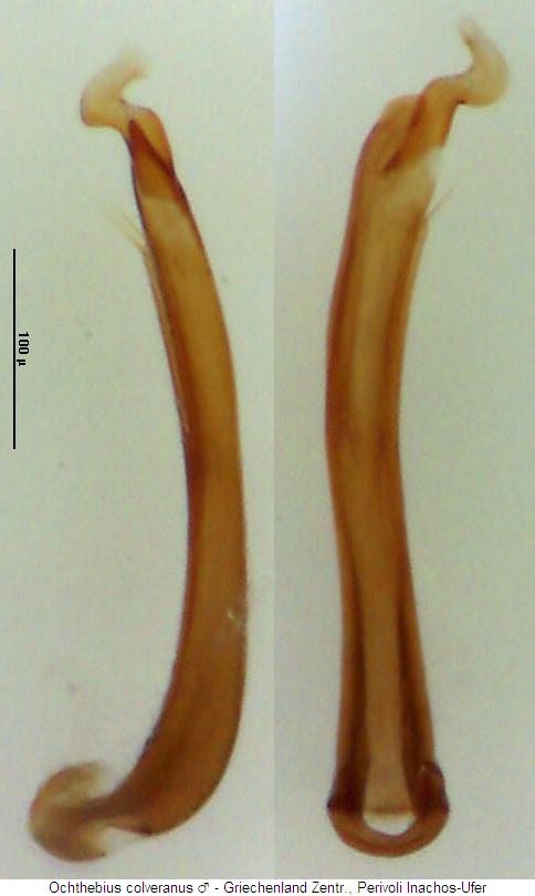 ochthebius_colveranus.jpg