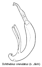 ochthebius_crenulatus.gif