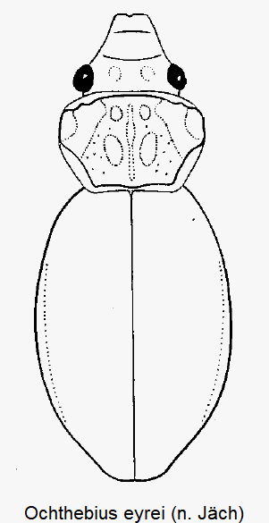 ochthebius_eyrei_hab.gif