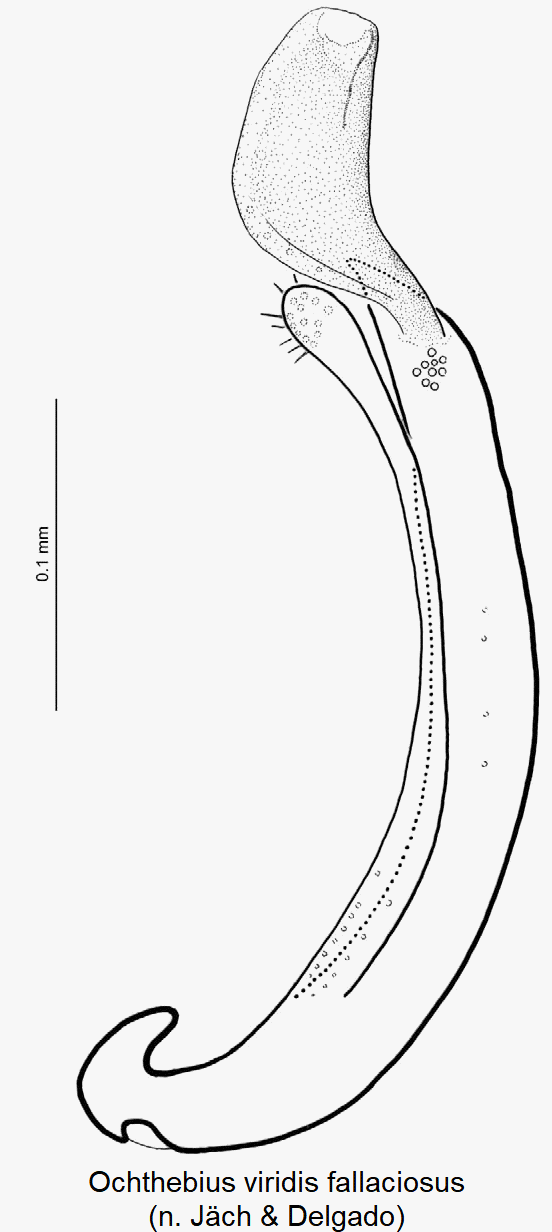 ochthebius_fallaciosus.gif