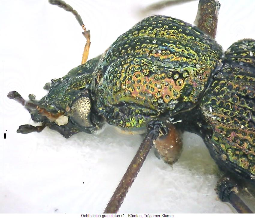 ochthebius_granulatus_sa.jpg