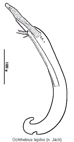 ochthebius_lejolisi.gif