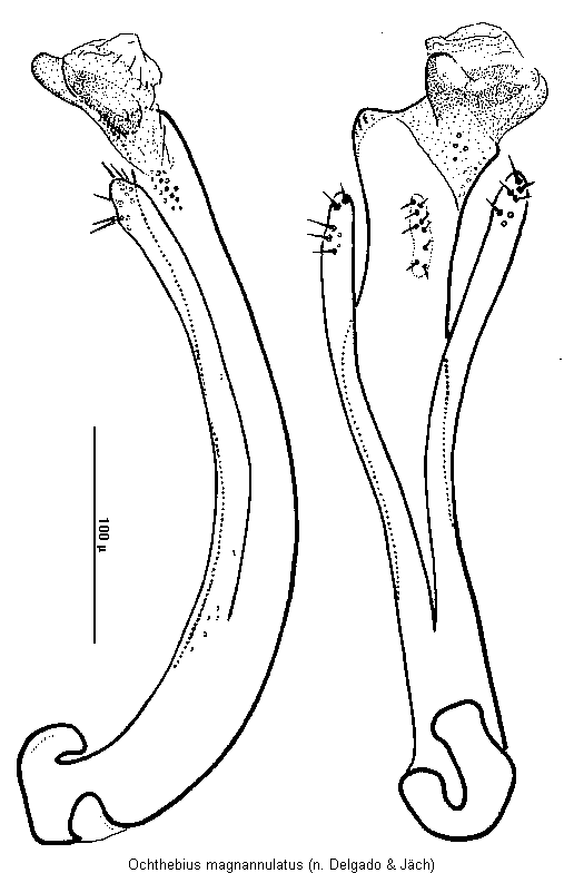ochthebius_magnannulatus.gif