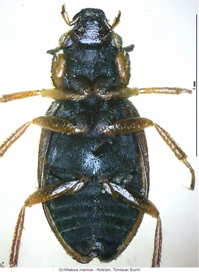 ochthebius_marinus2_us.jpg