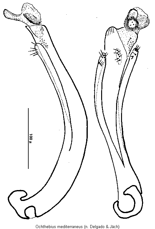 ochthebius_mediterraneus.gif