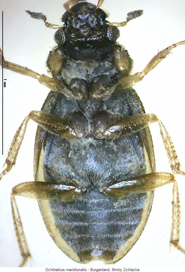 ochthebius_meridionalis_us.jpg