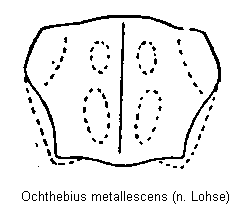 ochthebius_metallescens_hsch.gif
