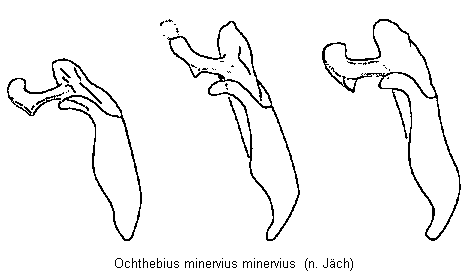 ochthebius_minervius.gif