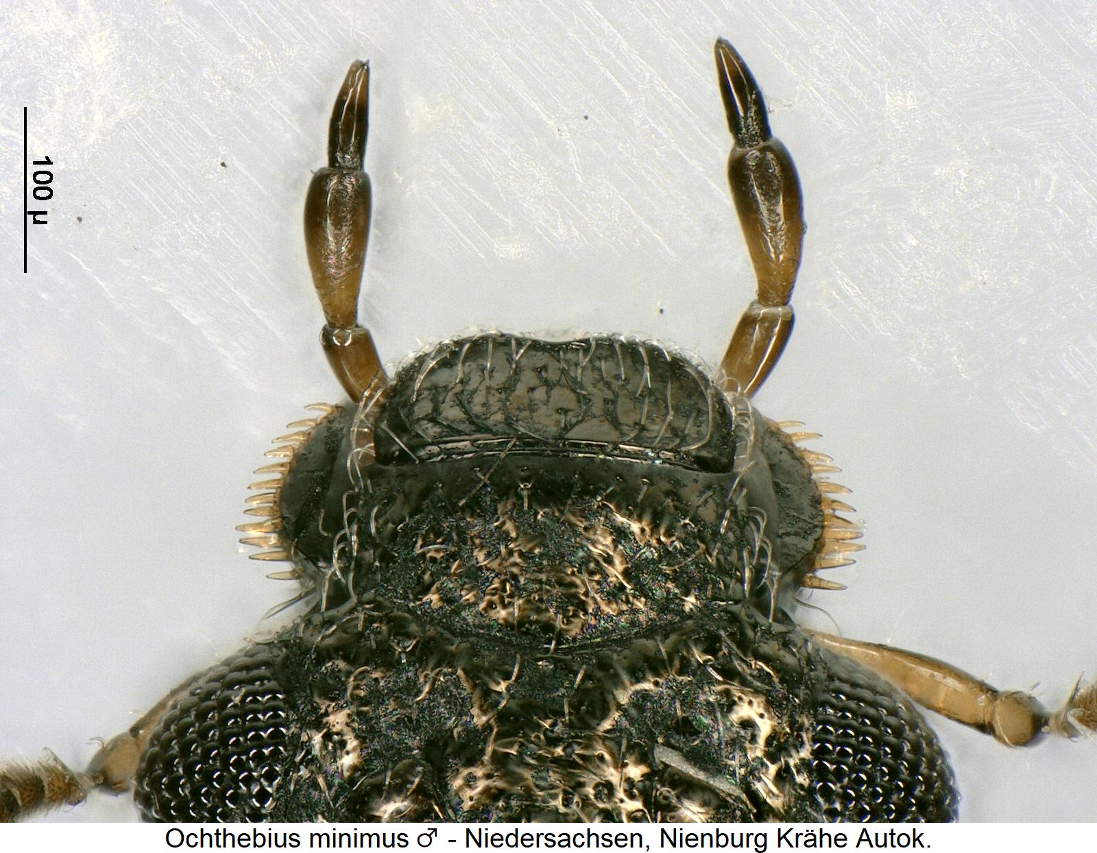 ochthebius_minimus_m_k.jpg