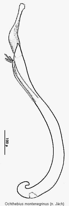 ochthebius_montenegrinus.gif