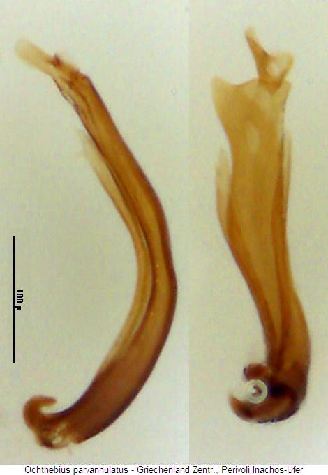 ochthebius_parvannulatus.jpg