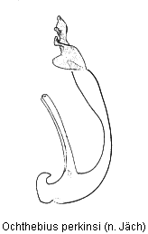 ochthebius_perkinsi.gif