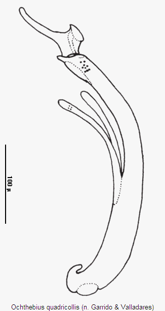 ochthebius_quadricollis.gif