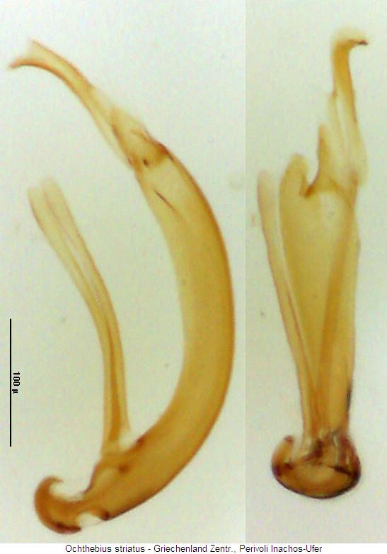ochthebius_striatus.jpg