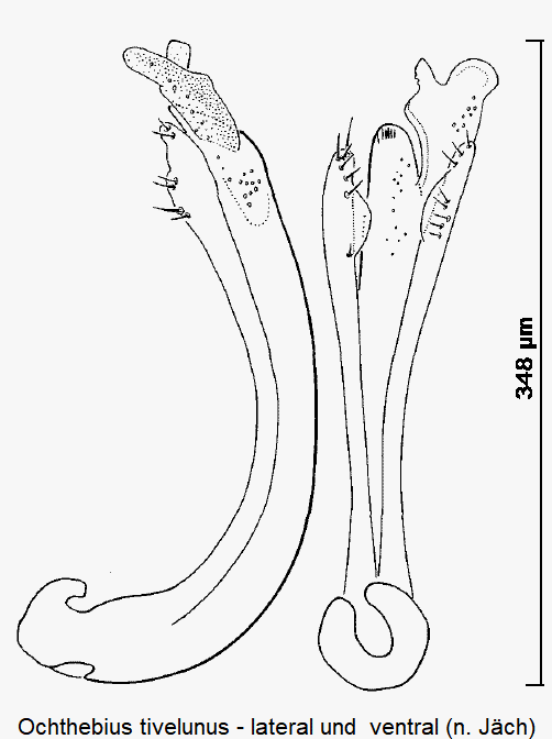 ochthebius_tivelunus.gif