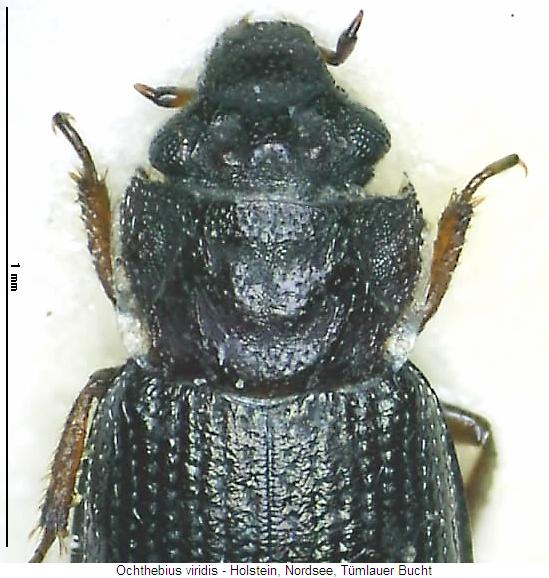 ochthebius_viridis_vk.jpg