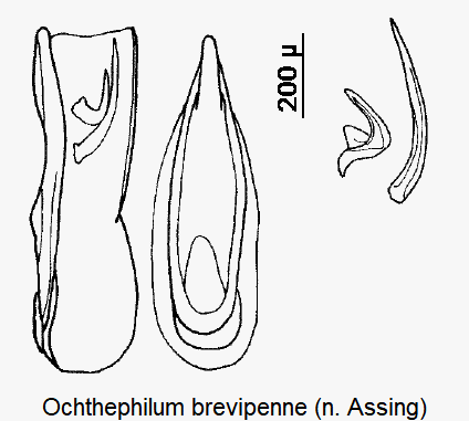 ochthephilum_brevipenne.gif