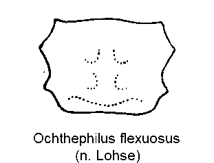 ochthephilus_flexuosus_hsch.gif