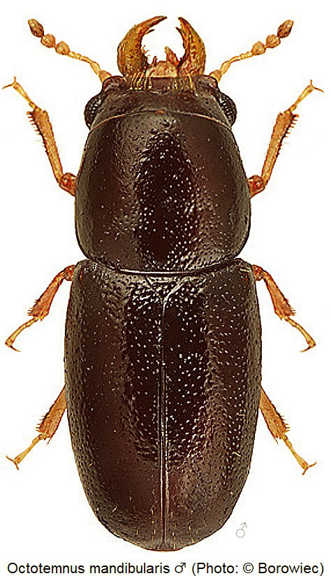 octotemnus_mandibularis_m_hab_bor.jpg