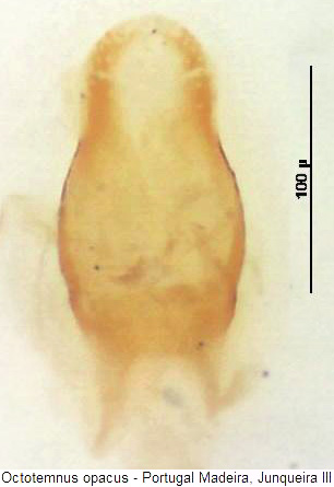 octotemnus_opacus.jpg