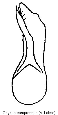 ocypus_compressus.gif